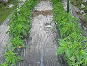 植え付け後1ヶ月"/