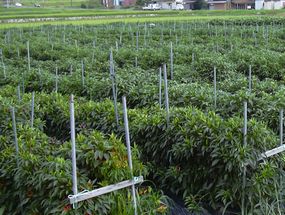 植え付け後3ヶ月
